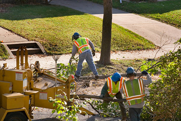 Best Tree Maintenance Programs  in Village Of Waukesha, WI